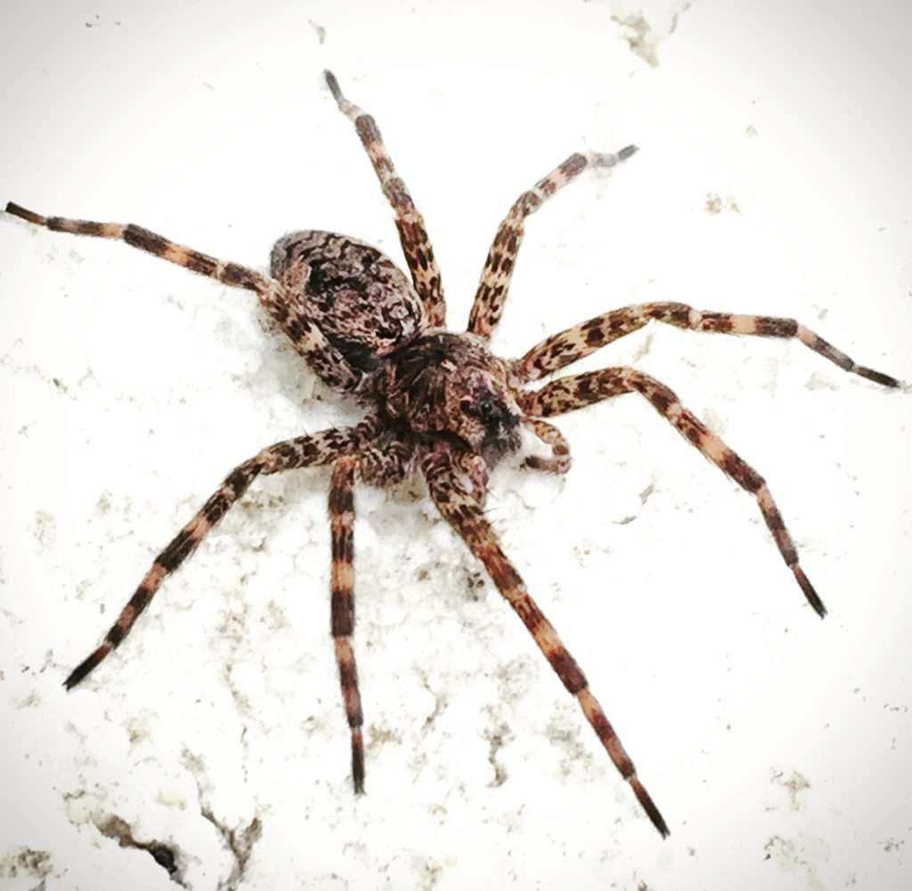 Close up image of brown recluse spider.