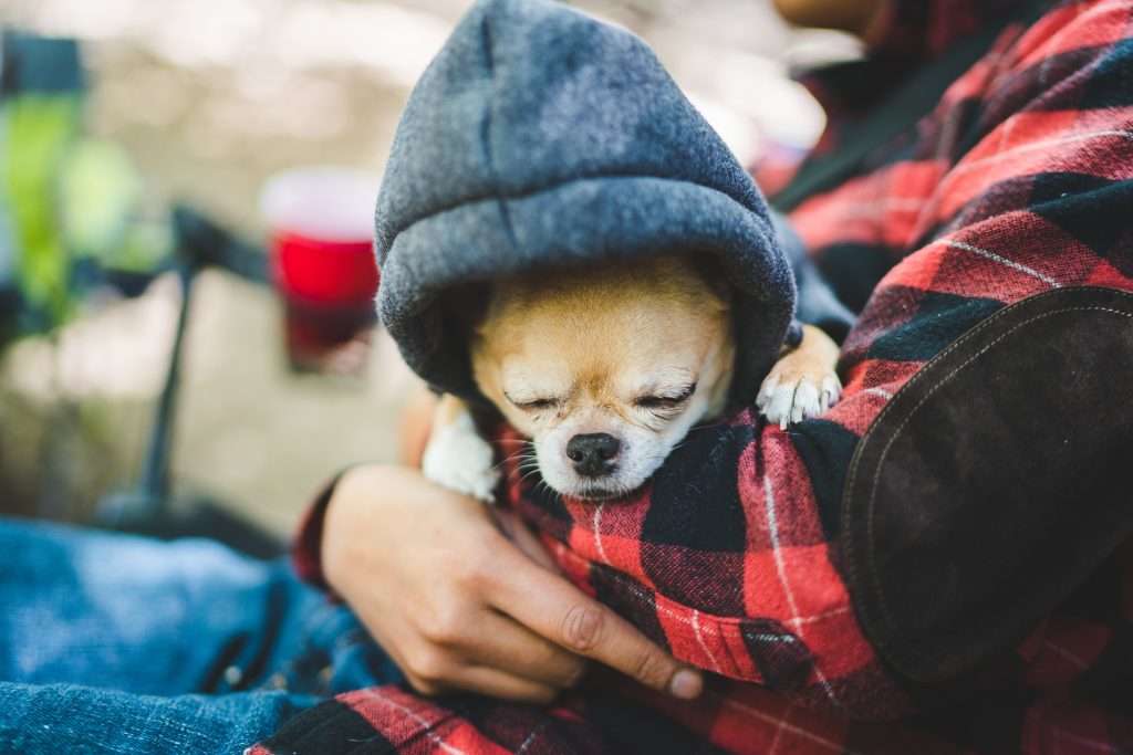 Cold little dog sleeping in owners arms while bundled in a hoodie.