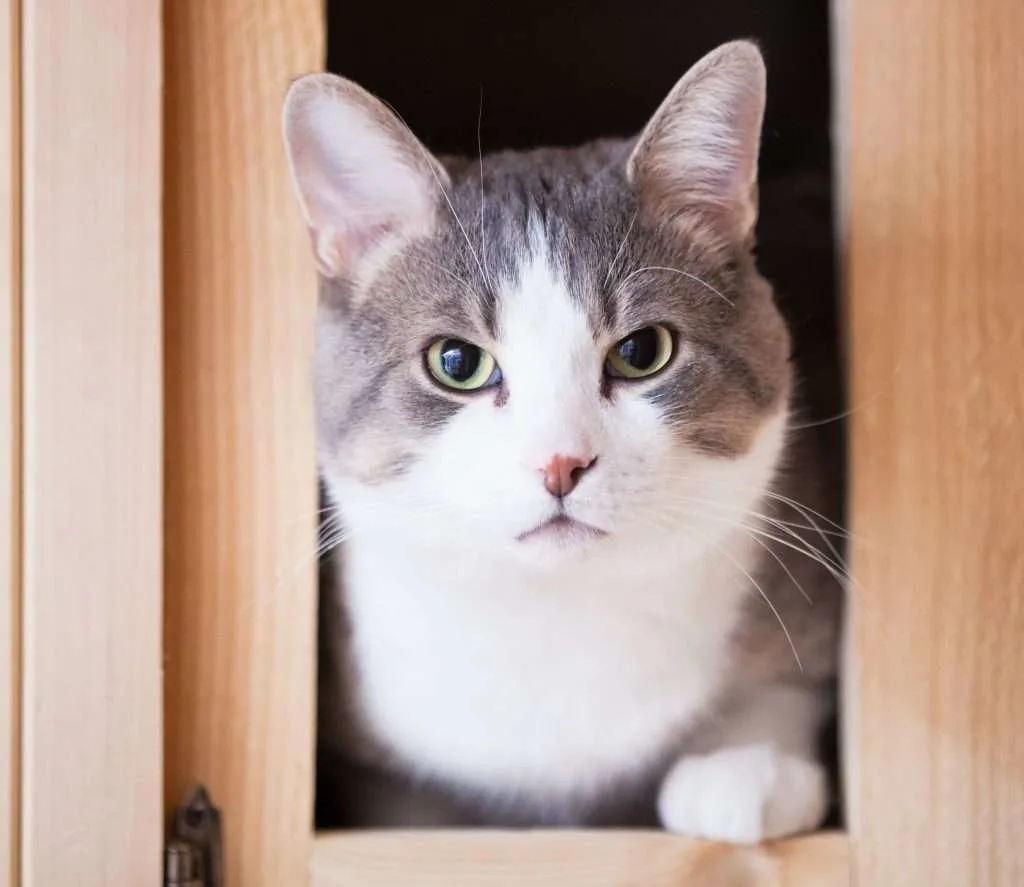 Cat in cabinet looking at the camera