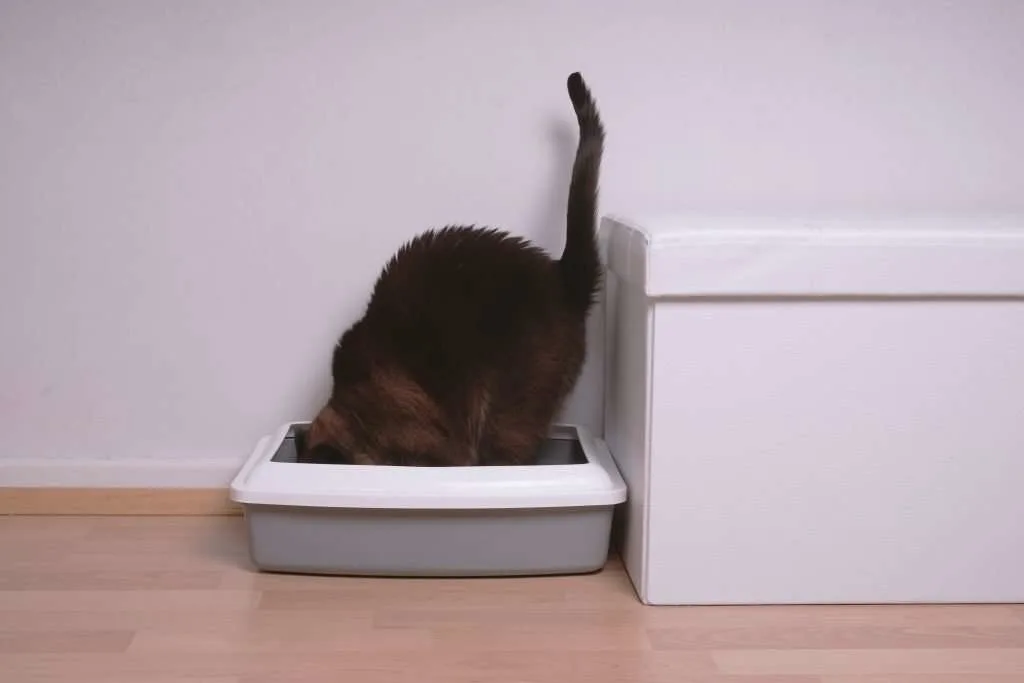 Cat entering litter box.