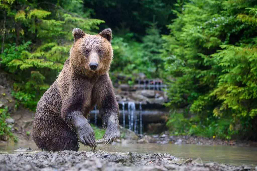 Brown bear by stream