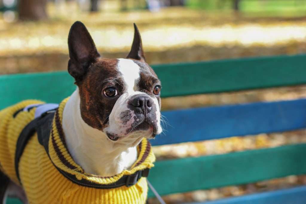 Boston terrier in yellow sweater sitting on bench in the Park