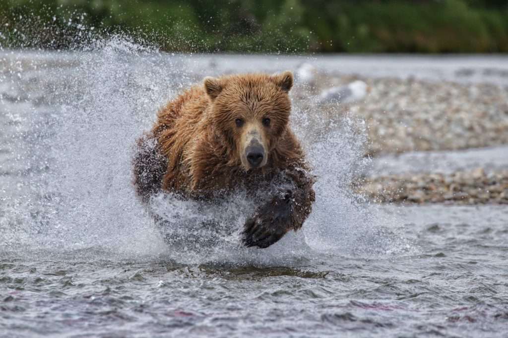 Bear running in water to catch salmon.