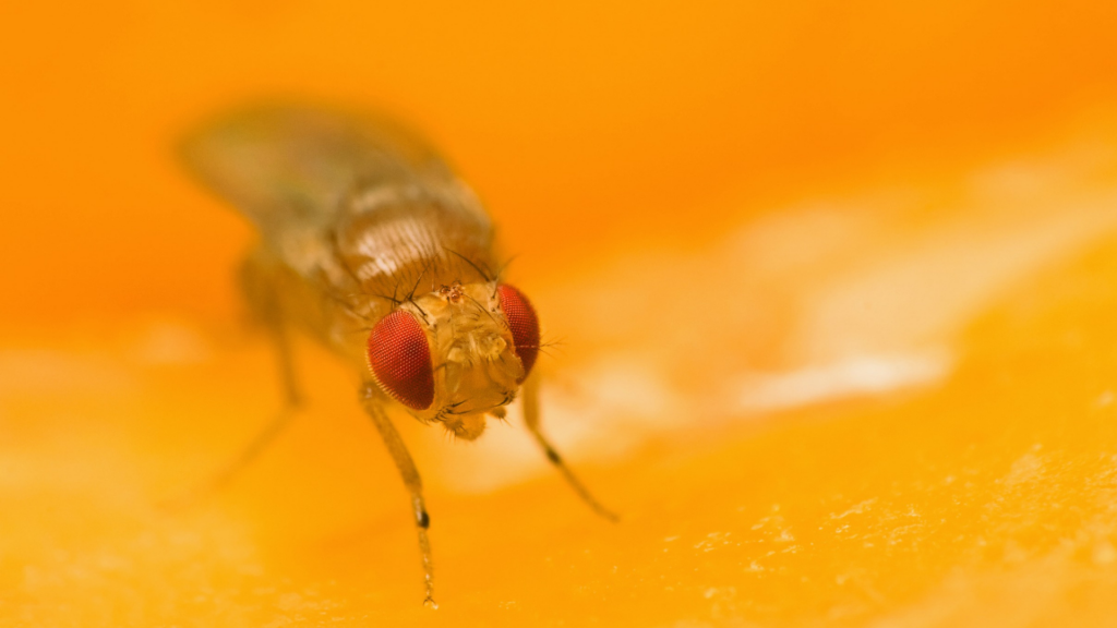 Up Close Fruit Fly 