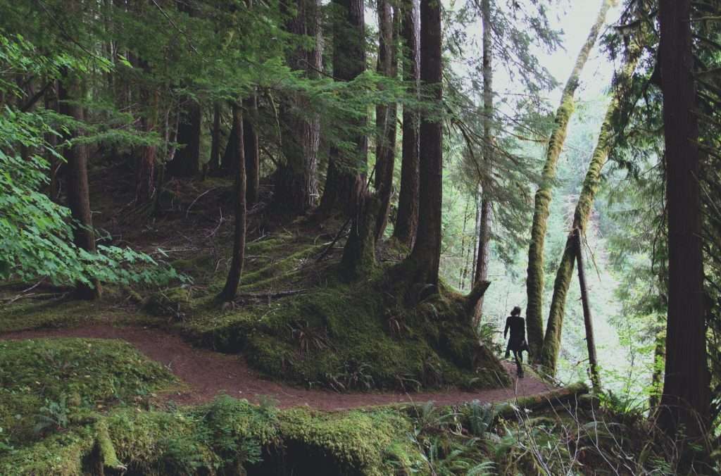 Person hiking in Olympic National Park.