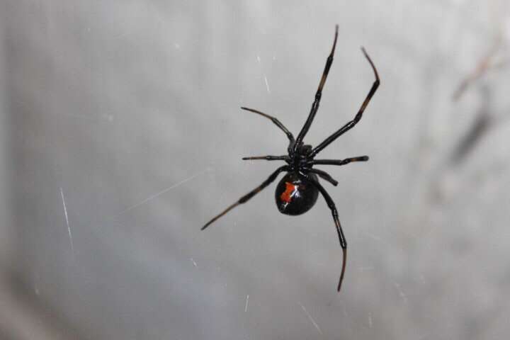 Close up on a black widow spider in a web.