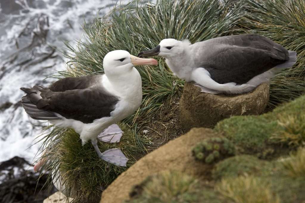 Two short tailed albatrosses sitting next to water.