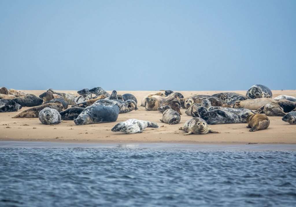 Colony of harbor seals sleeping in the sand.