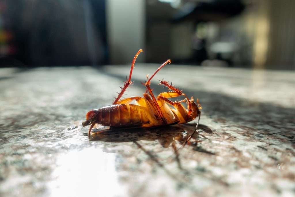 Dead cockroach laying on counter.