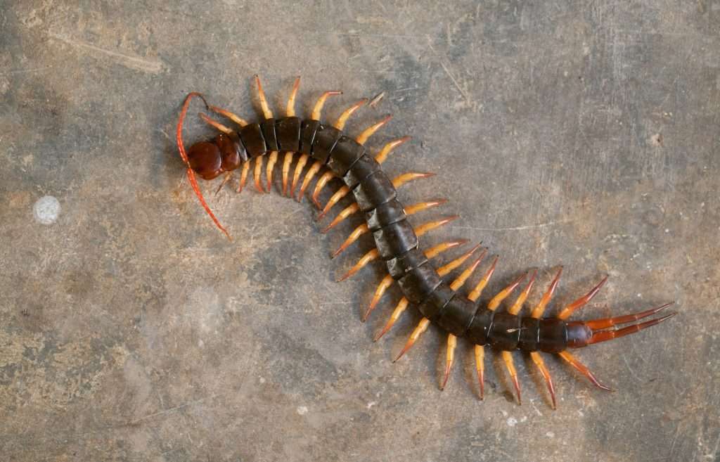 Redhead centipede