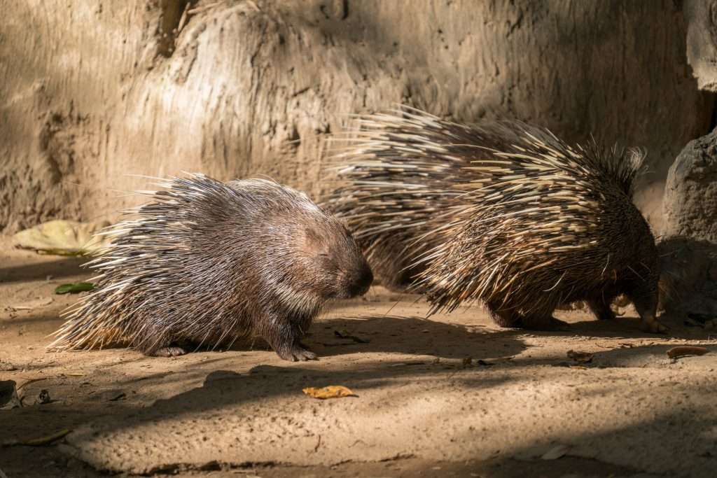 Two porcupines walking.