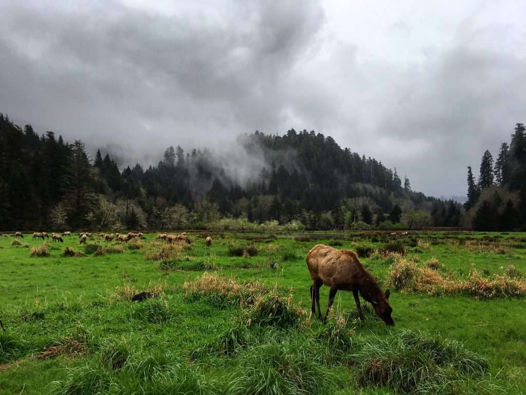 Roosevelt Elk grazing in Olympic National Park.