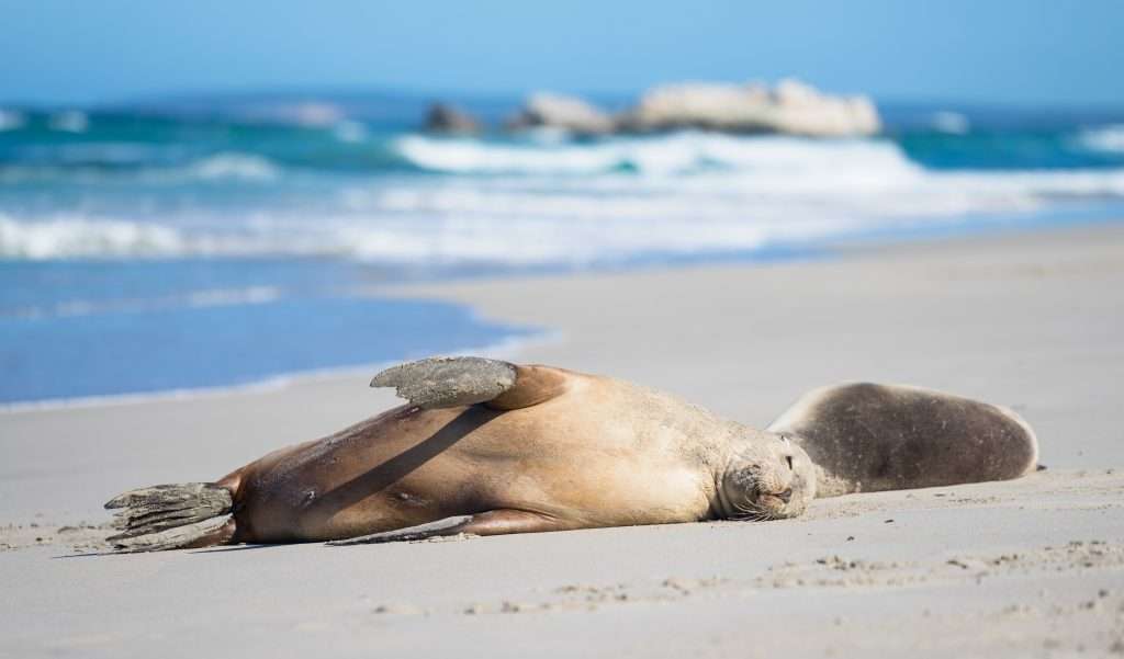 Sea lions sleeping in the sand.