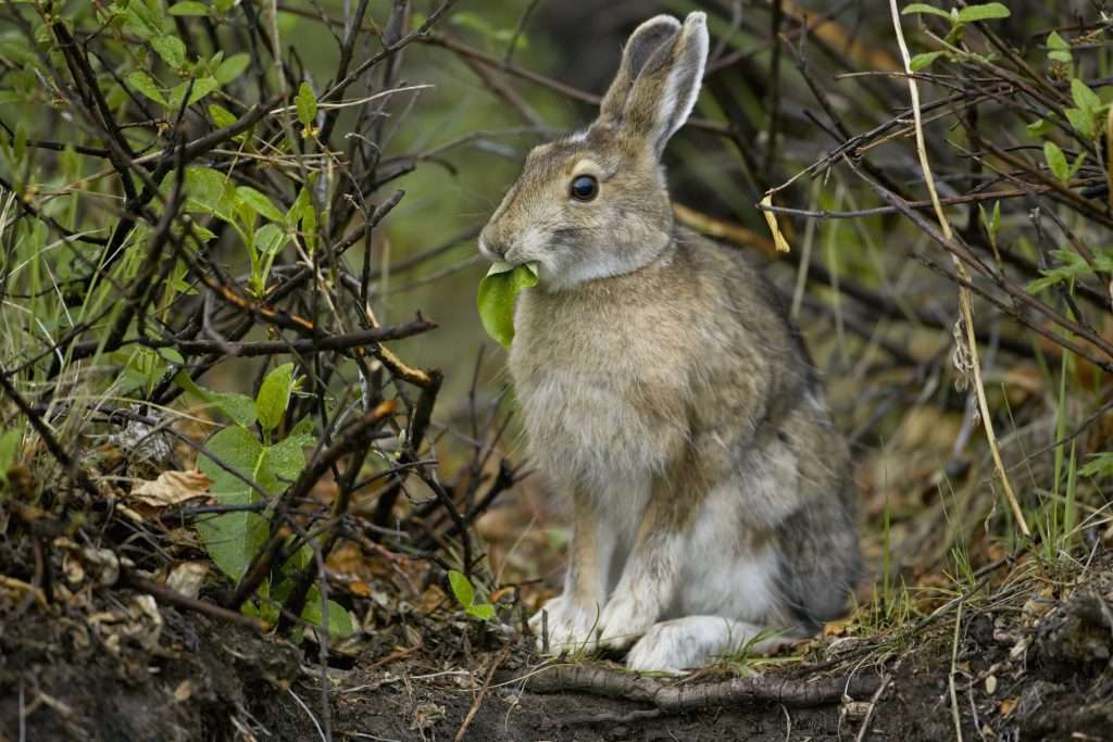 Snowshoe hare sitting in forest.