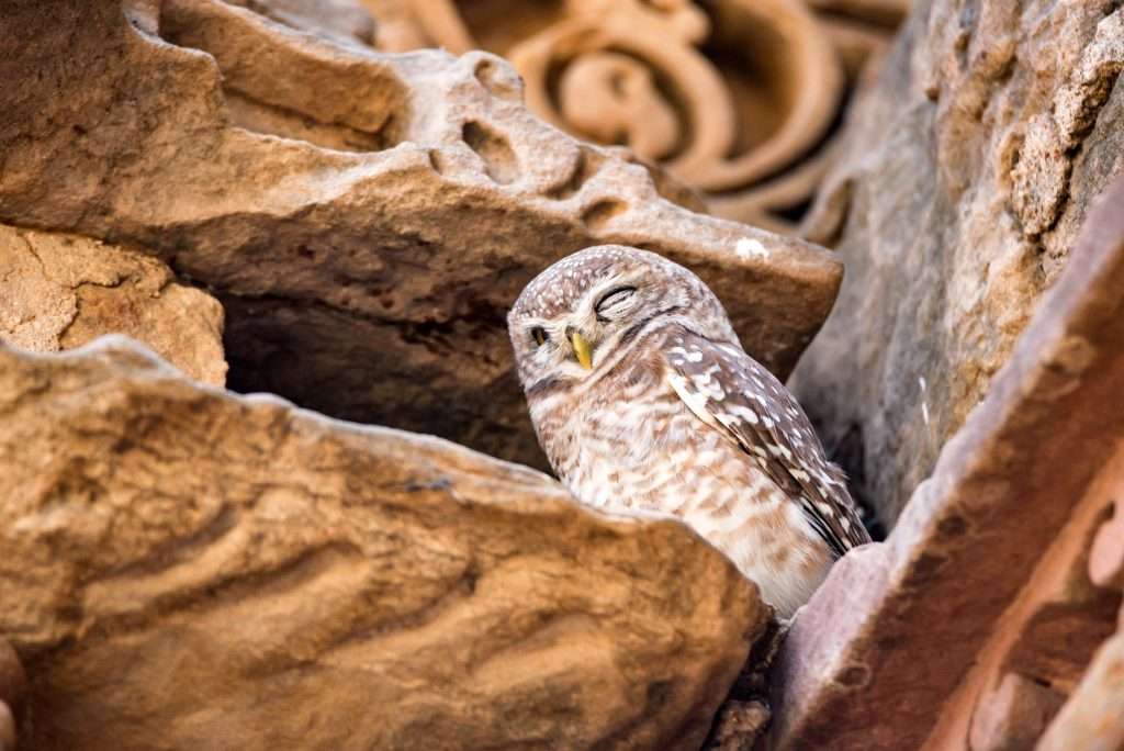 Spotted owl sitting on rocks.