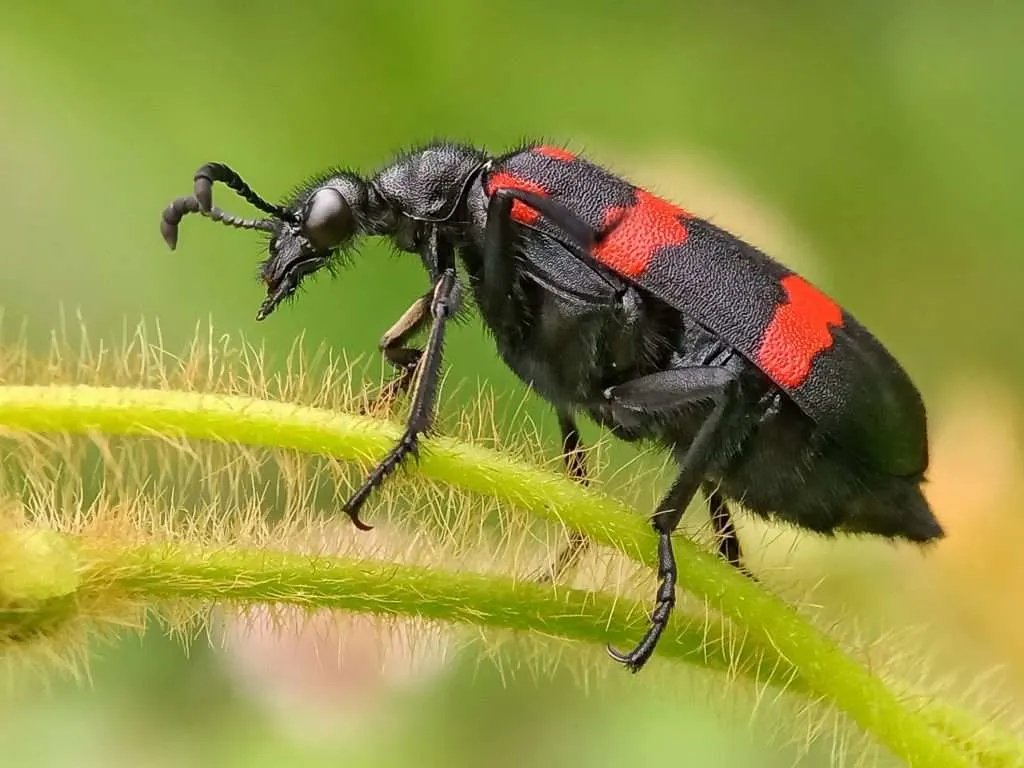 Blister beetle on a leaf.