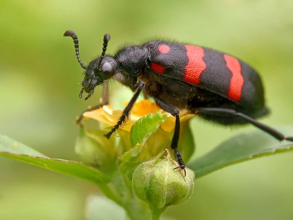 Blister beetle sitting on a flower.