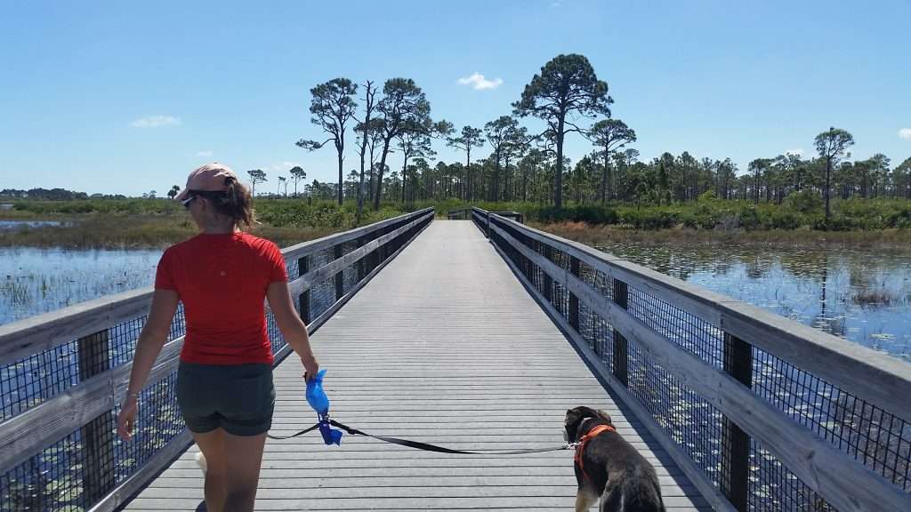 dog being walked on boardwalk in national park