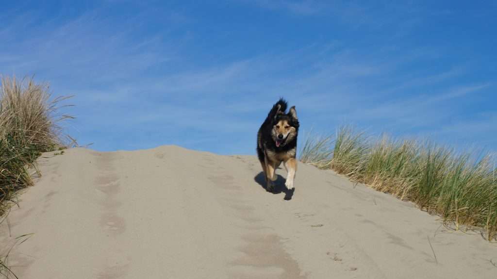 Mortons on the Move pup running in sand dune.