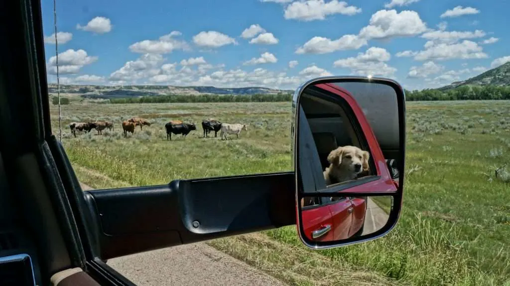 Mortons on the Move dog looking in side mirror at cows.