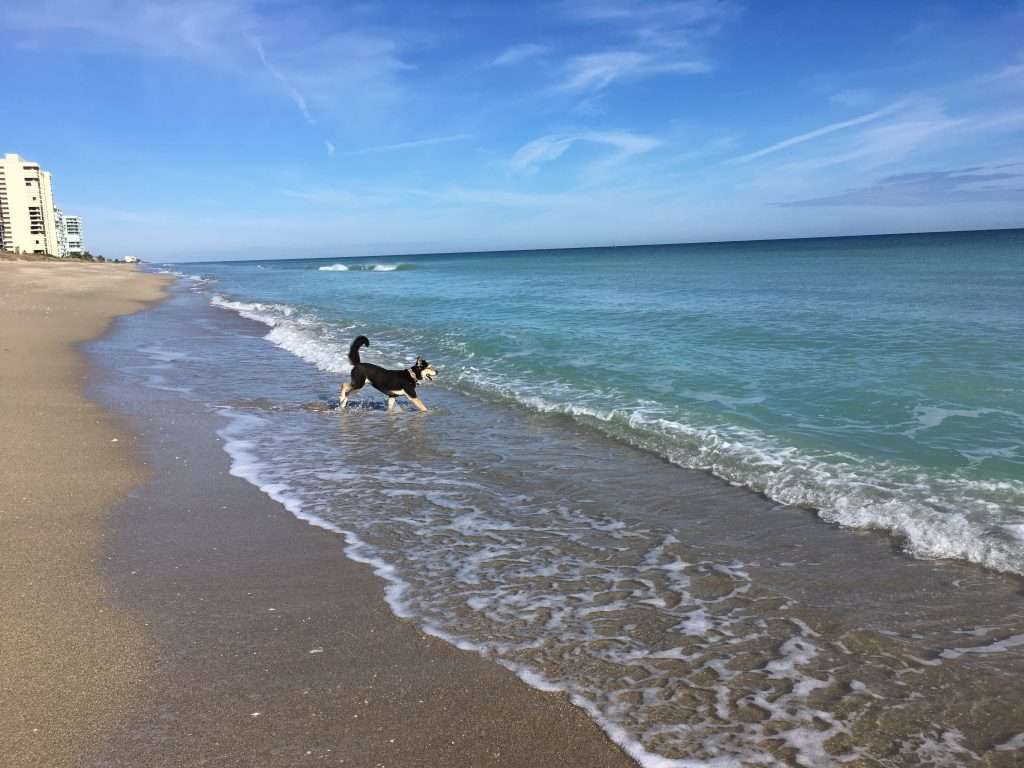 dog off leash on beach