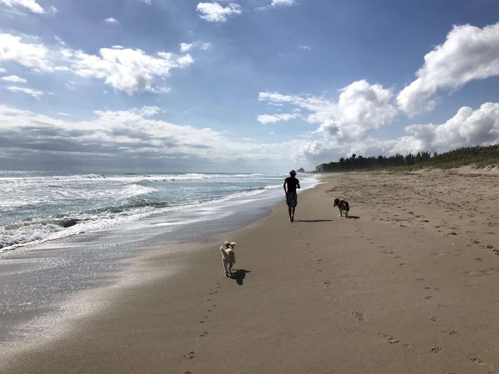 dogs running with man on beach