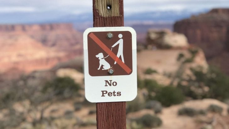 Do Any National Parks Allow Dogs?