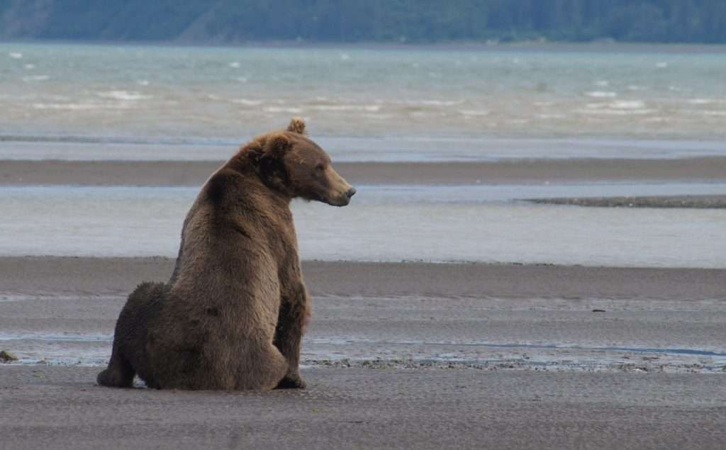 Alaskan brown bear sitting in Kenai.