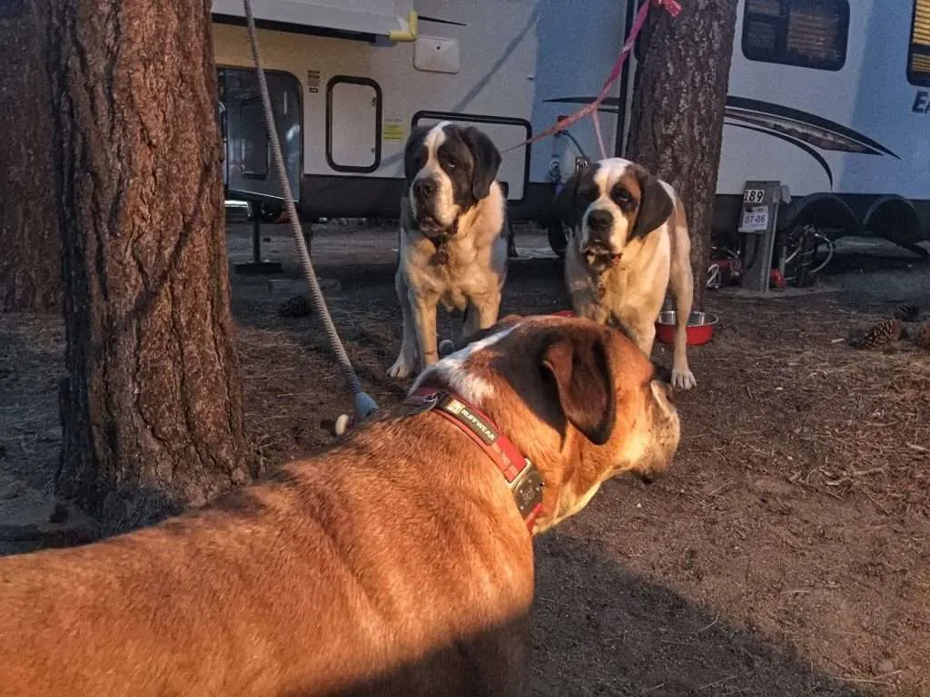 Dogs in front of RV at Lake Tahoe campground.
