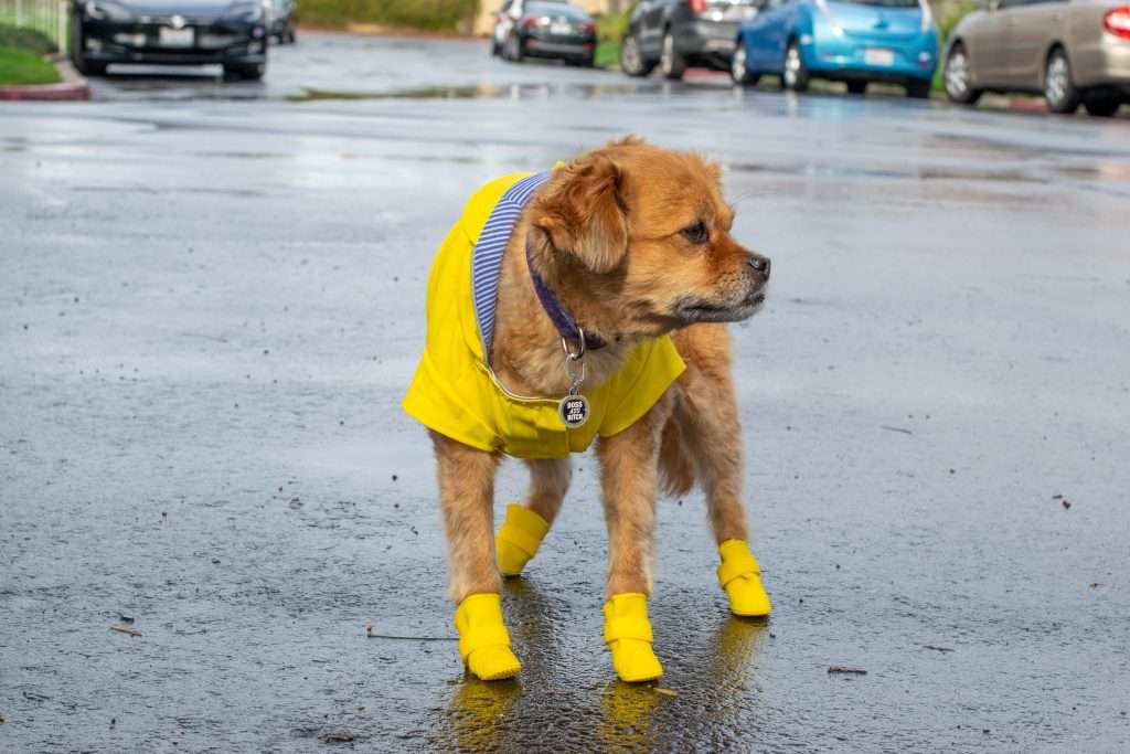 Dog in yellow rain coat and booties.