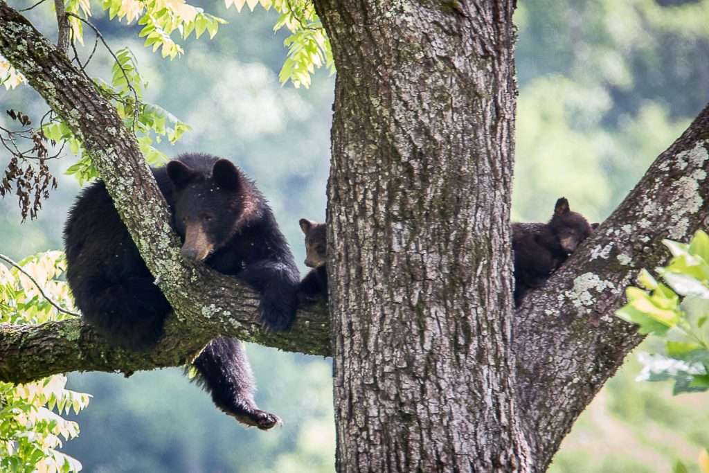 Bears in trees in Smoky Mountains