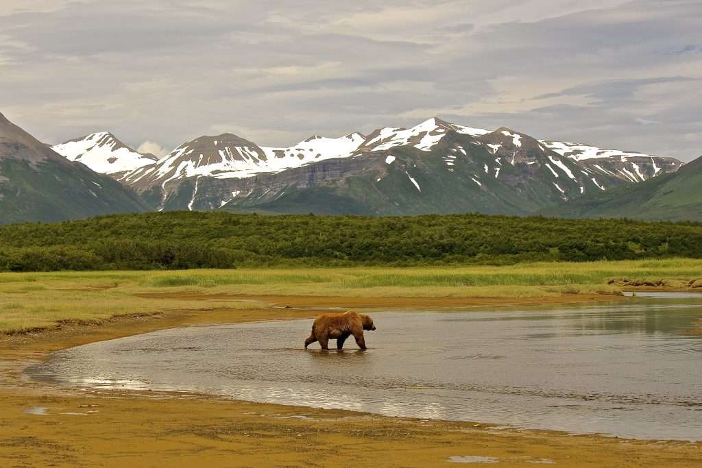 Brown bear walking in Katmai National Park.