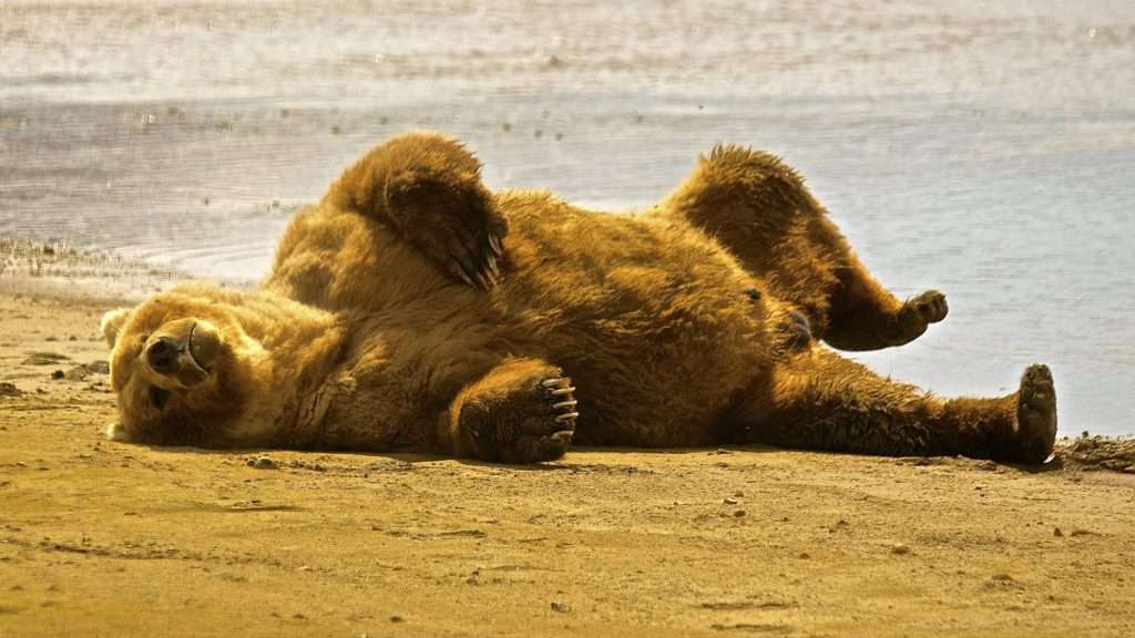 Bear rolling on ground in Katmai National Park. 