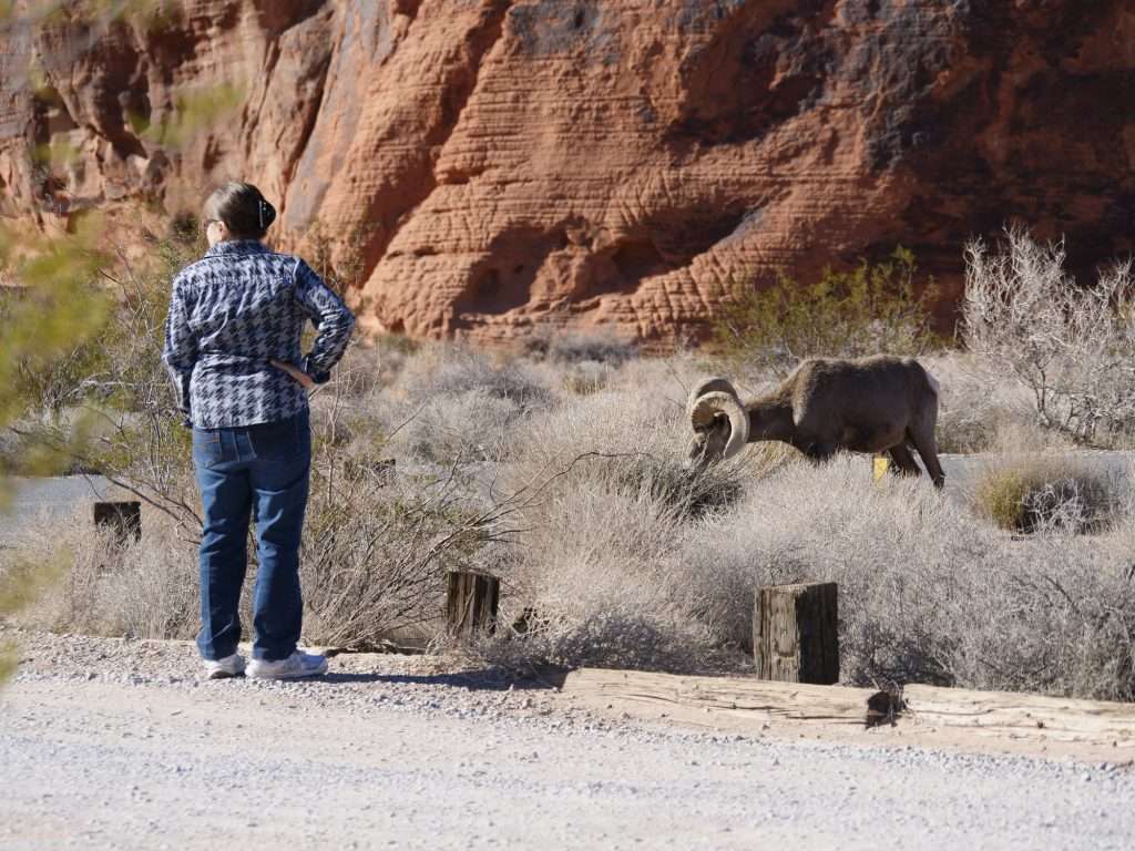 woman standing too close to wild big horn sheep