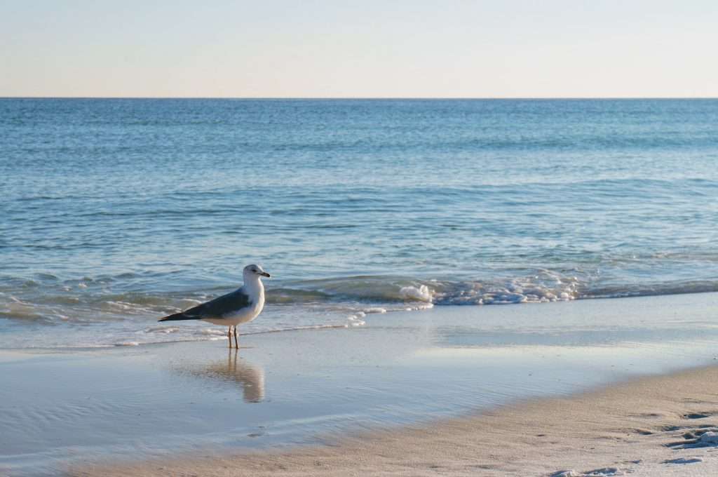 seagull on destin florida beach