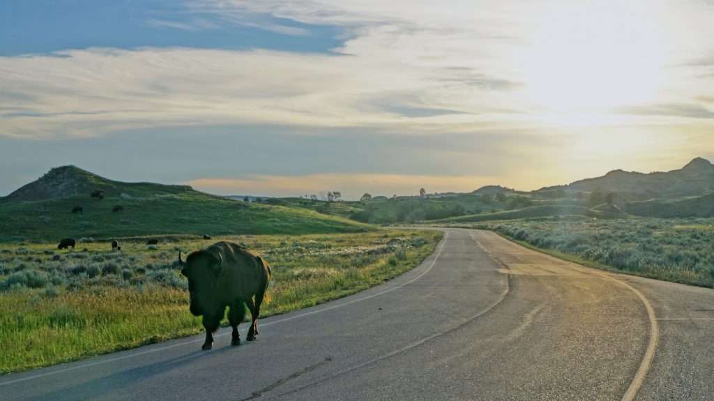 bison walking down road in Theodore Roosevelt National Park