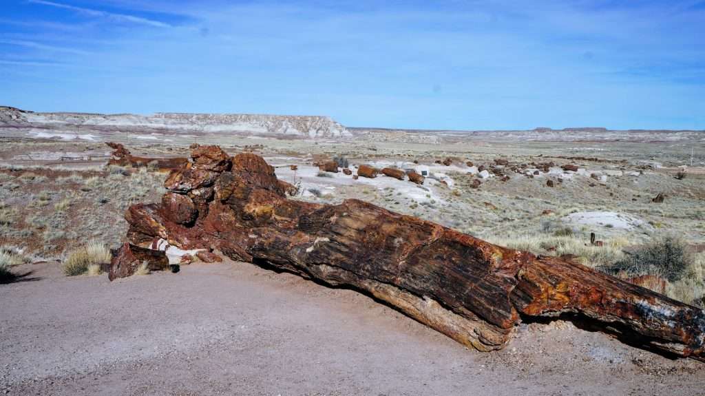 petrified wood in petrified forest national park