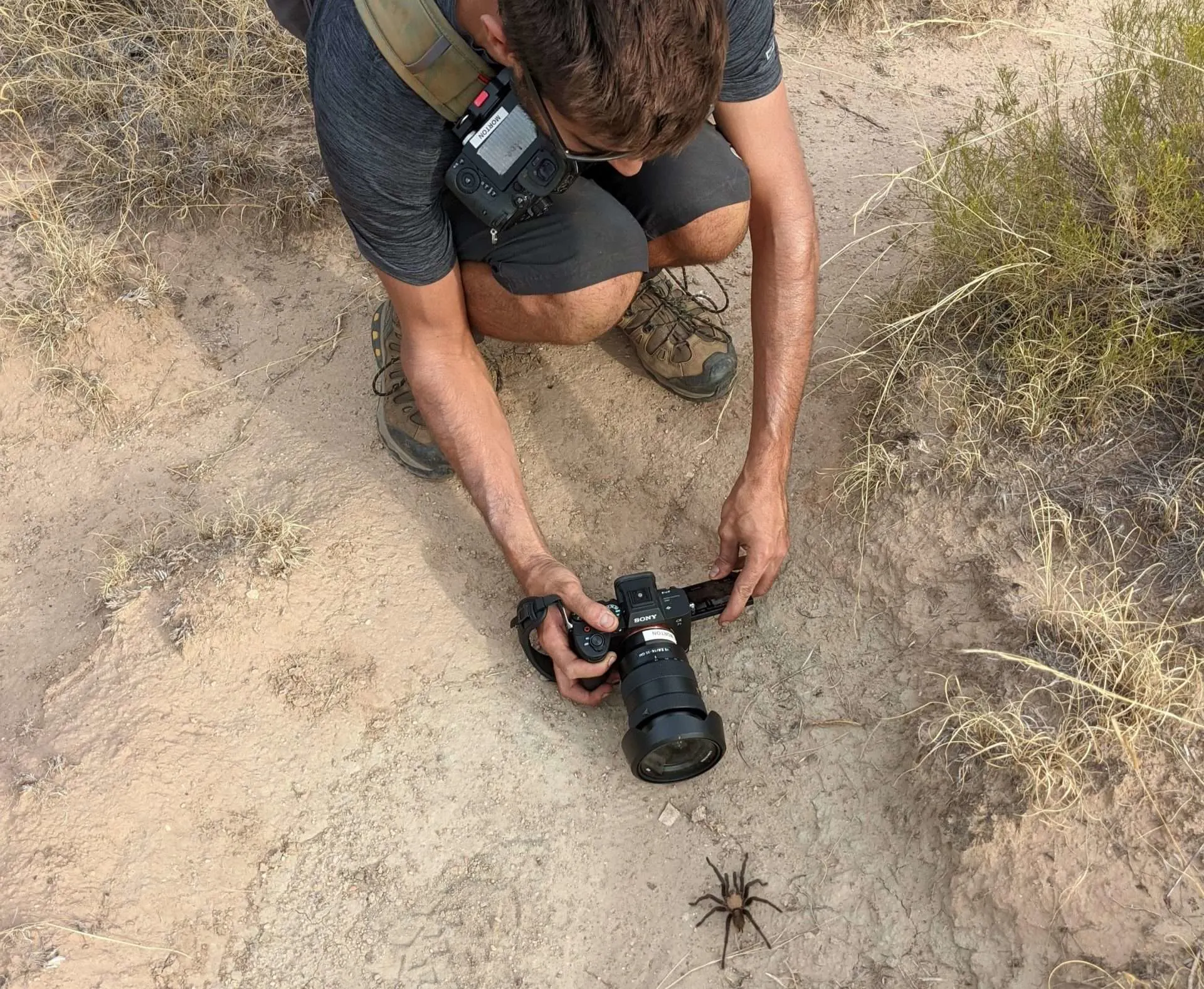 taking picture of a spider