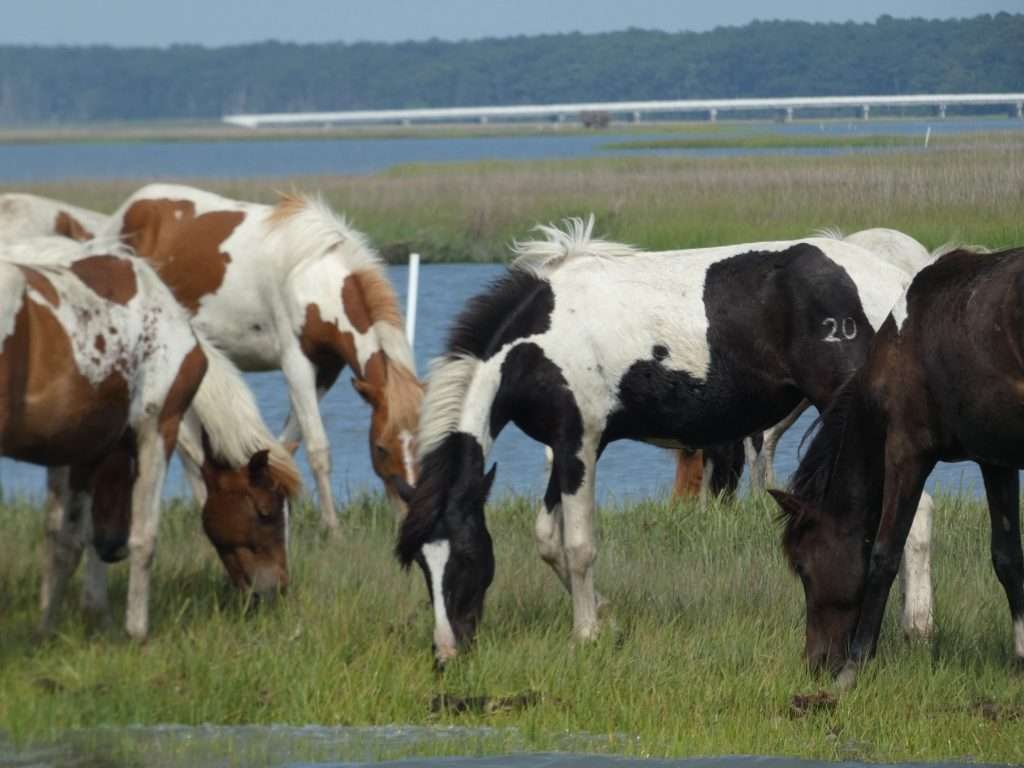Chincoteague horses eating grass