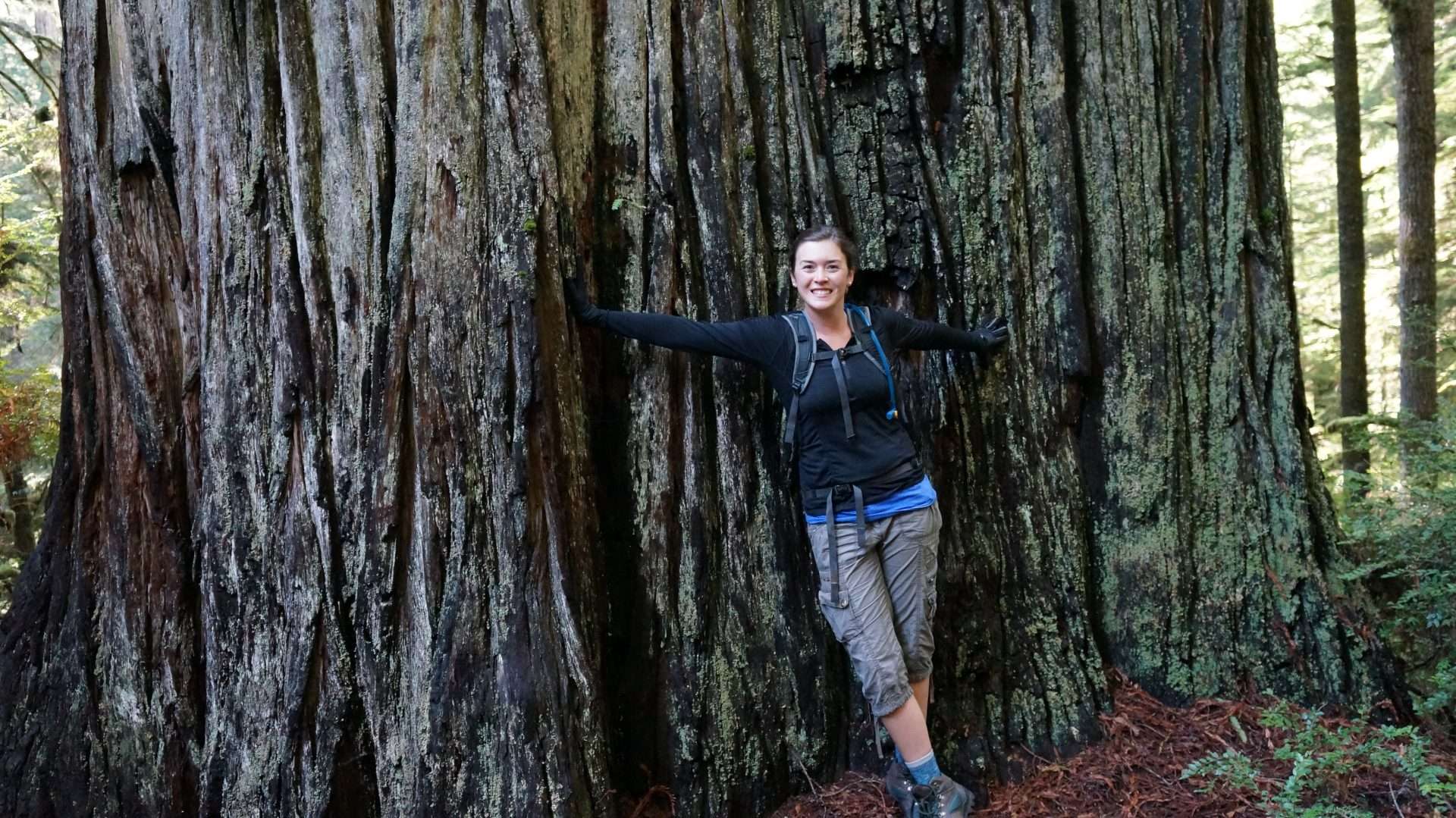 Cait in front of a giant redwood tree