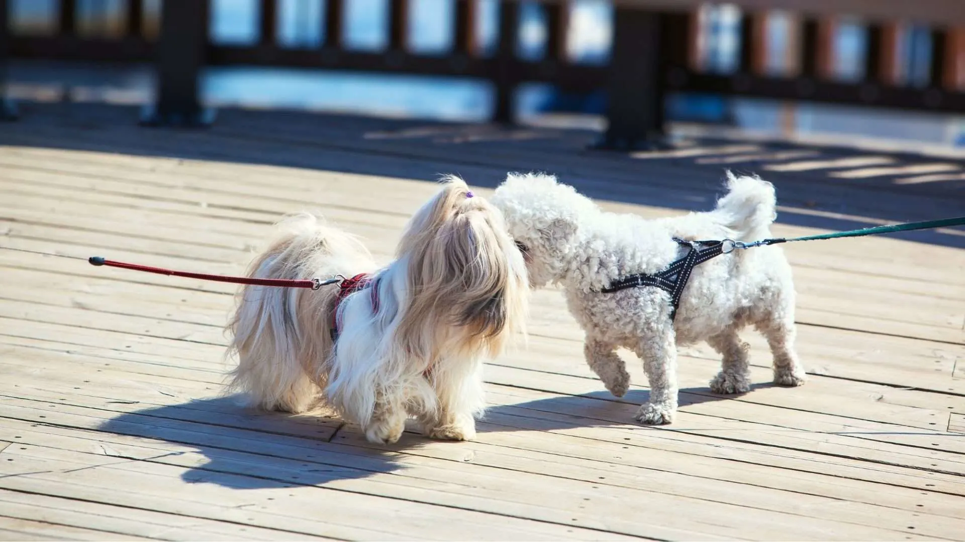 two small dogs meeting each other on a boardwalk