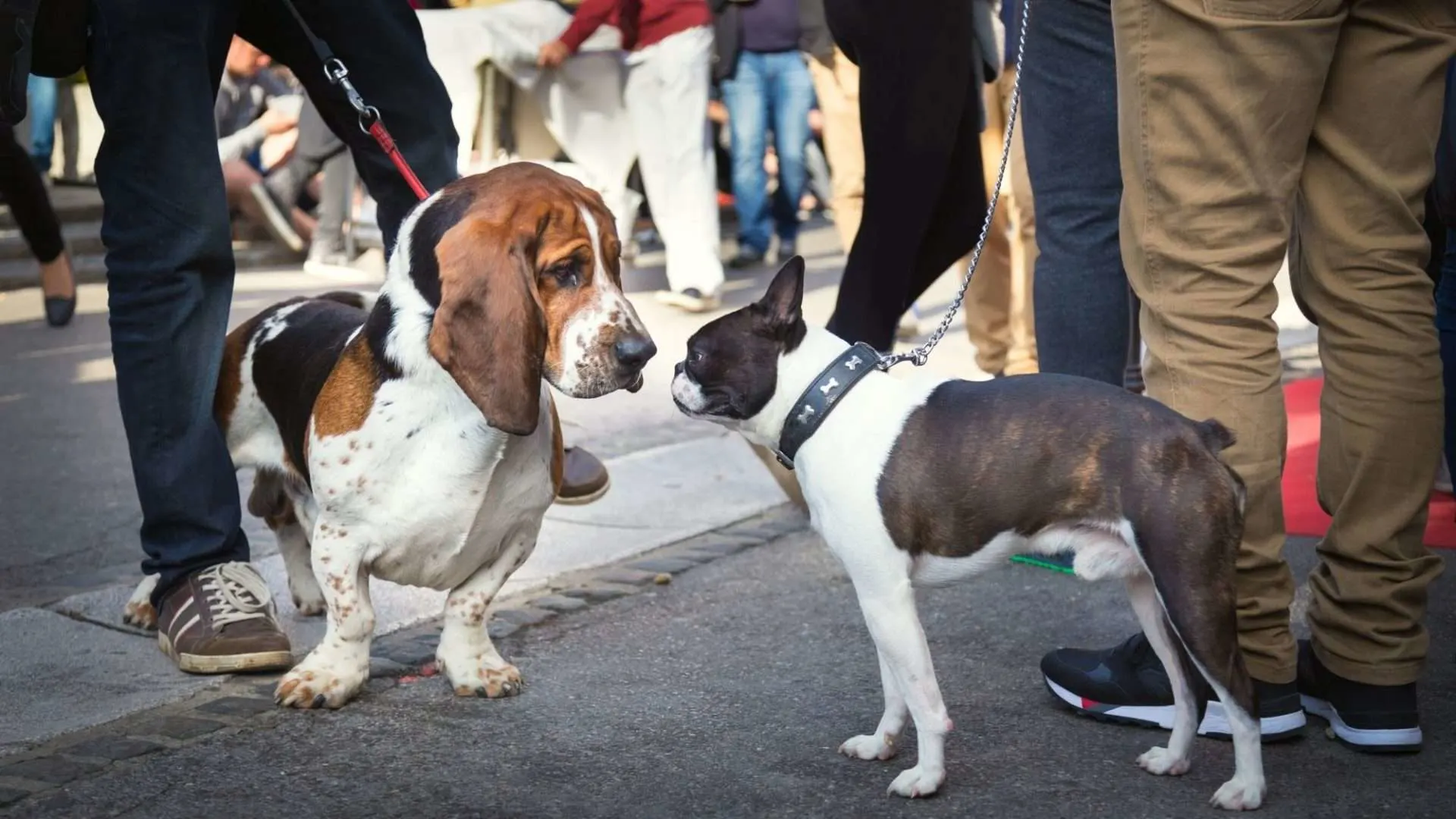 a basset hound meeting a Boston terrier on a busy sidewalk