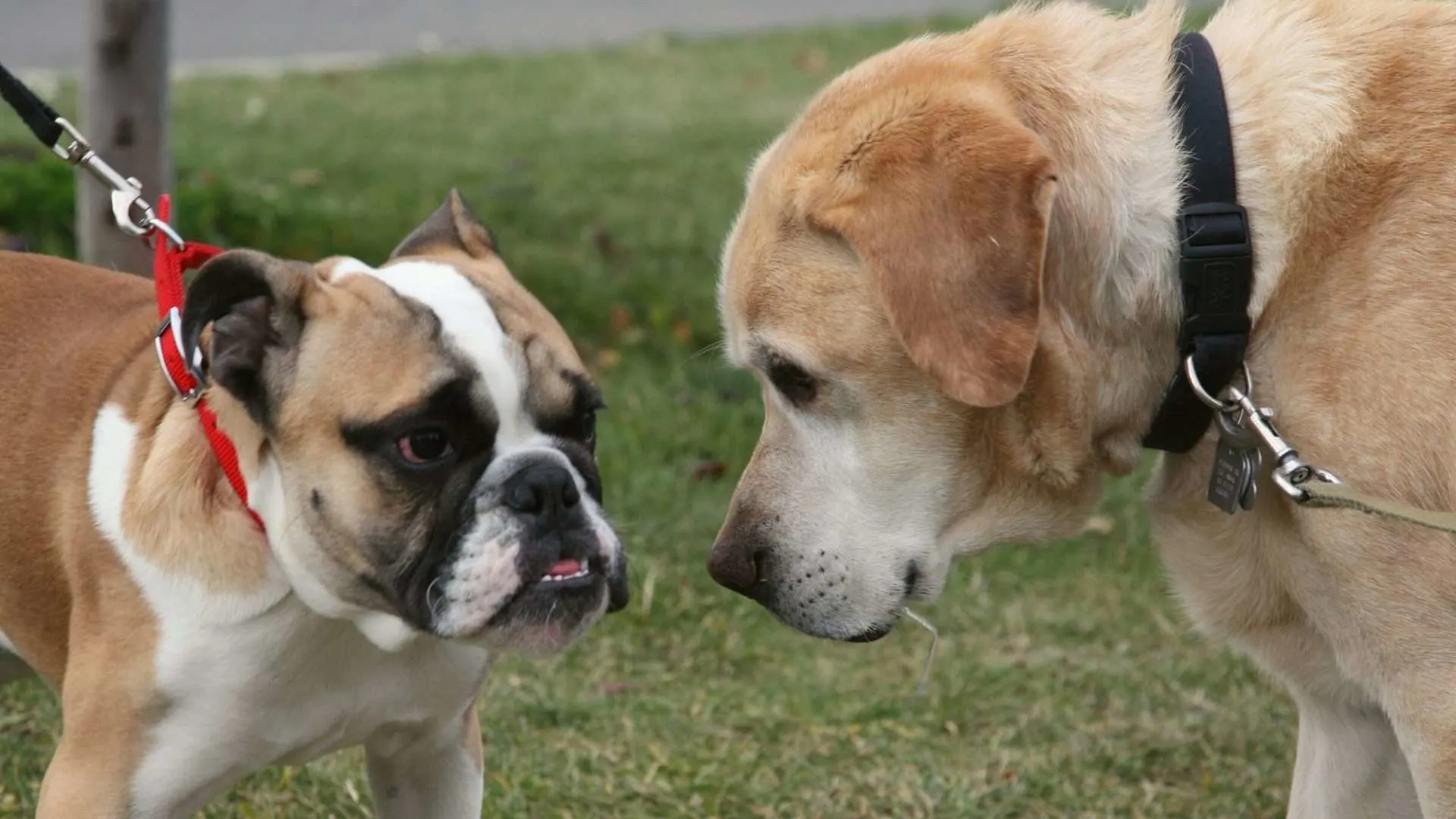 two larger dogs approaching one another