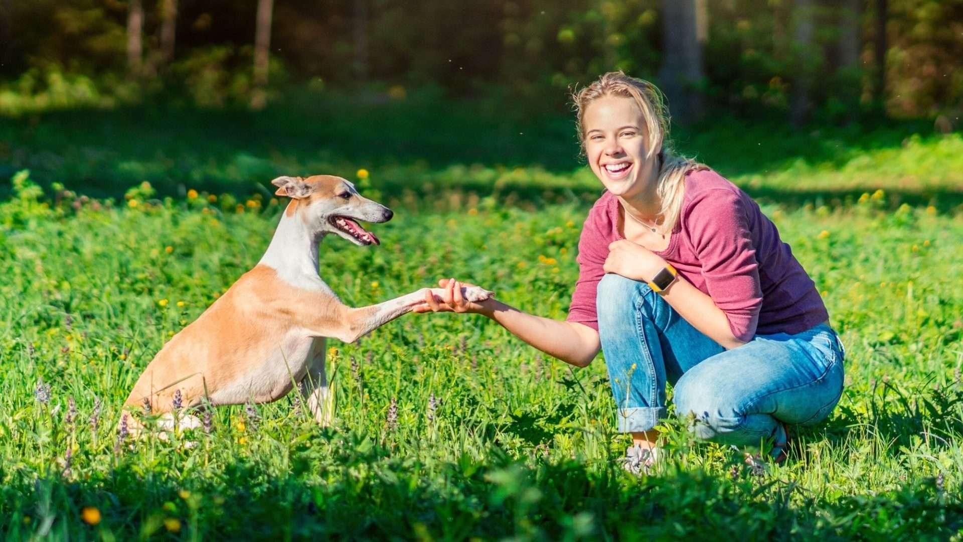 dog shaking a woman's hand