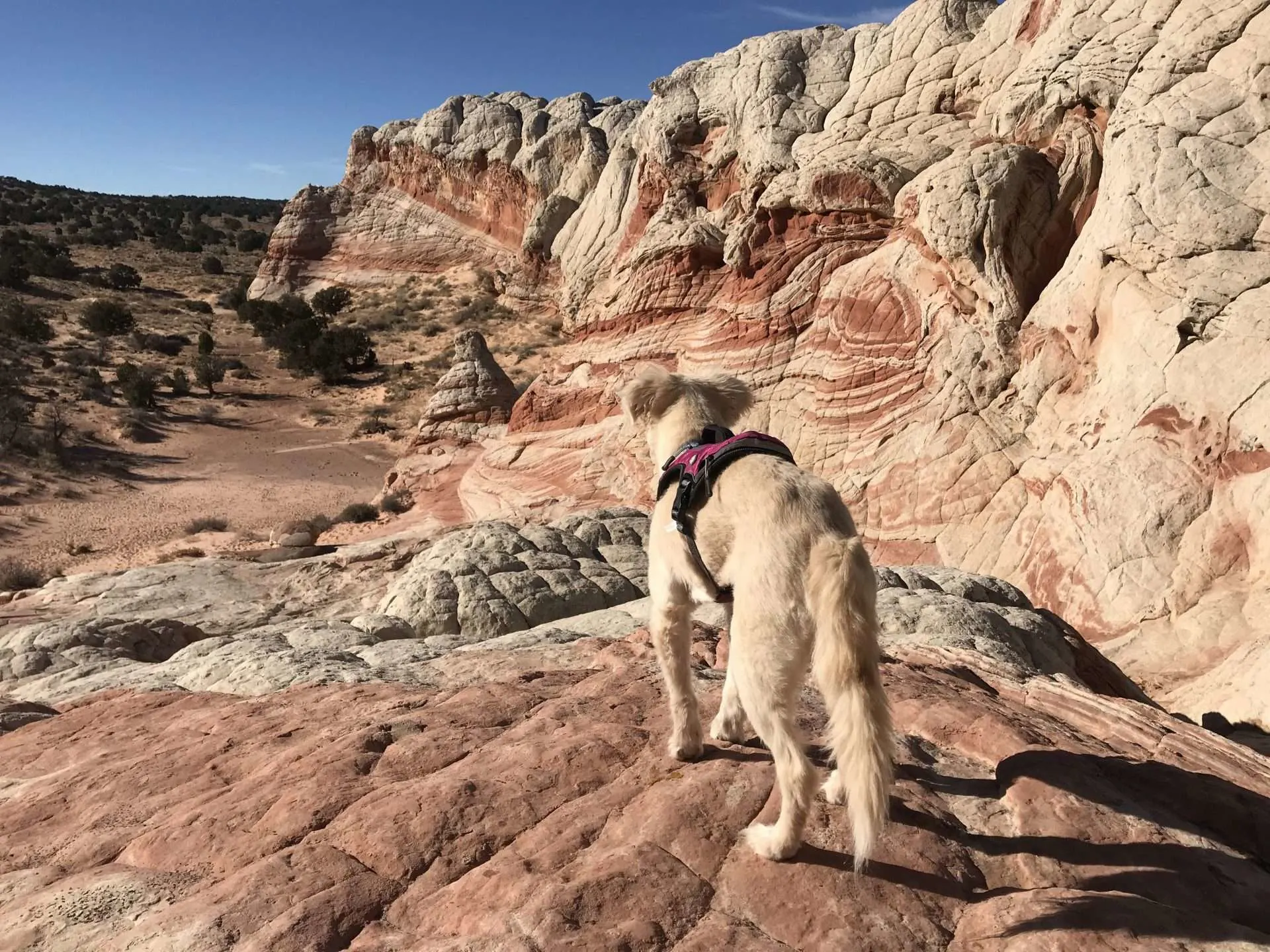 Bella hiking in Arizona