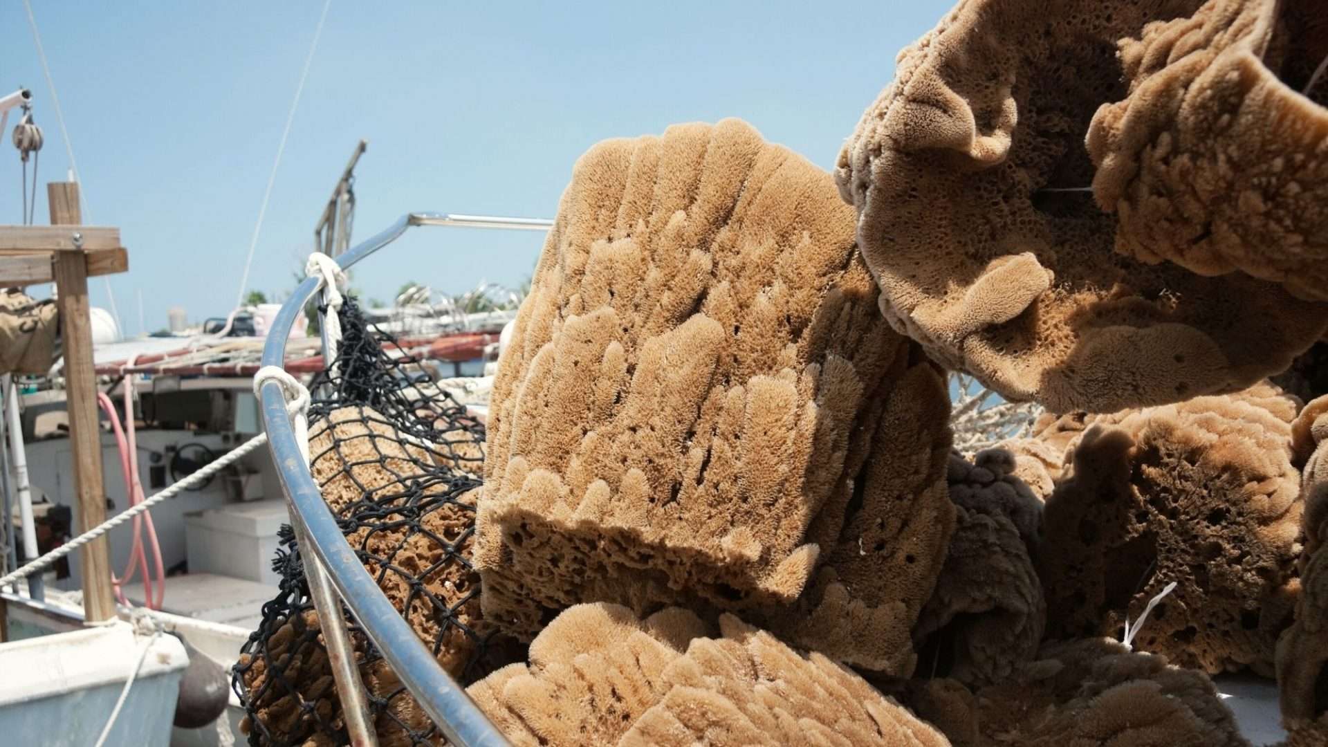 sponges on a boat