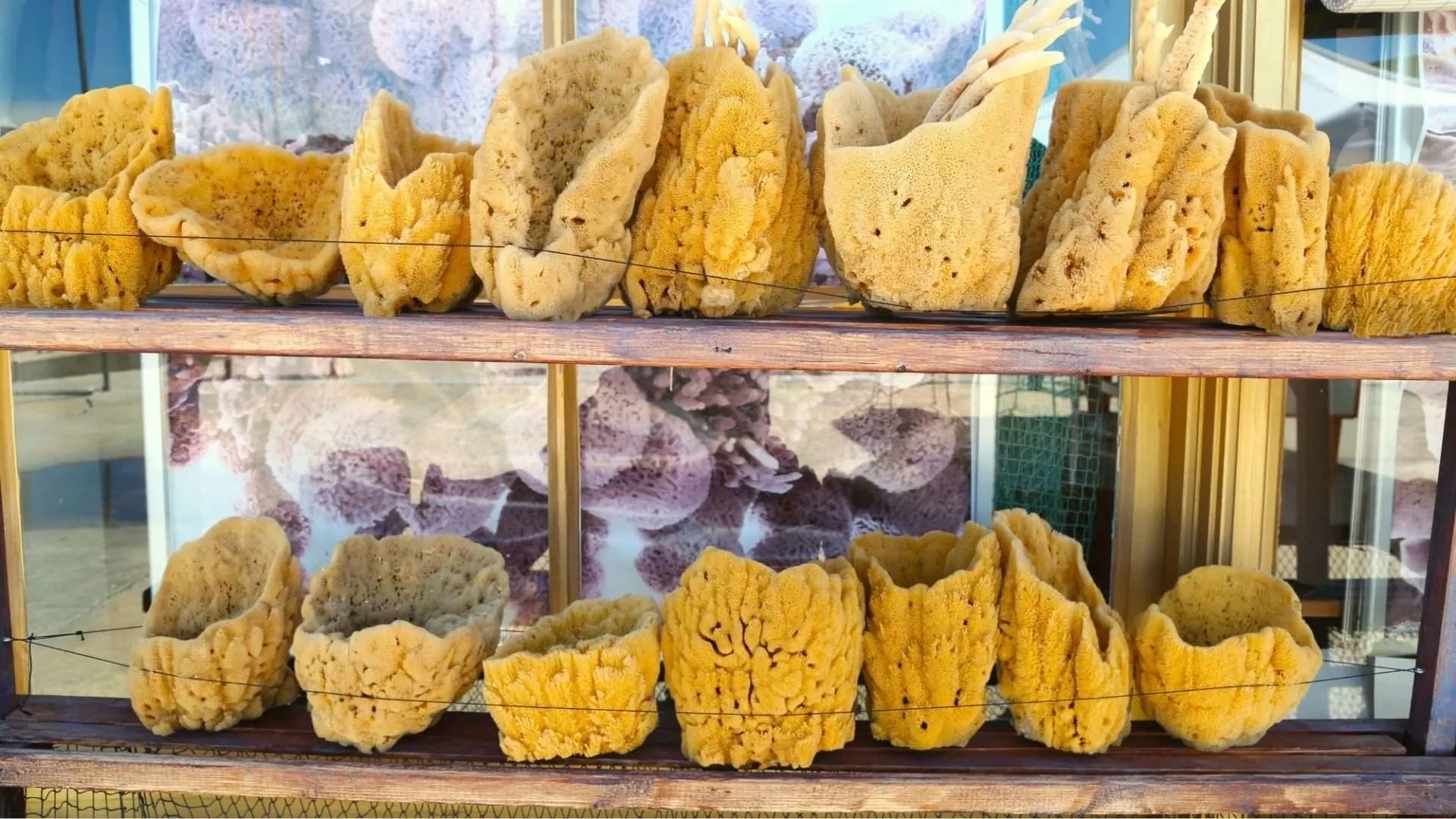 sponges for sale