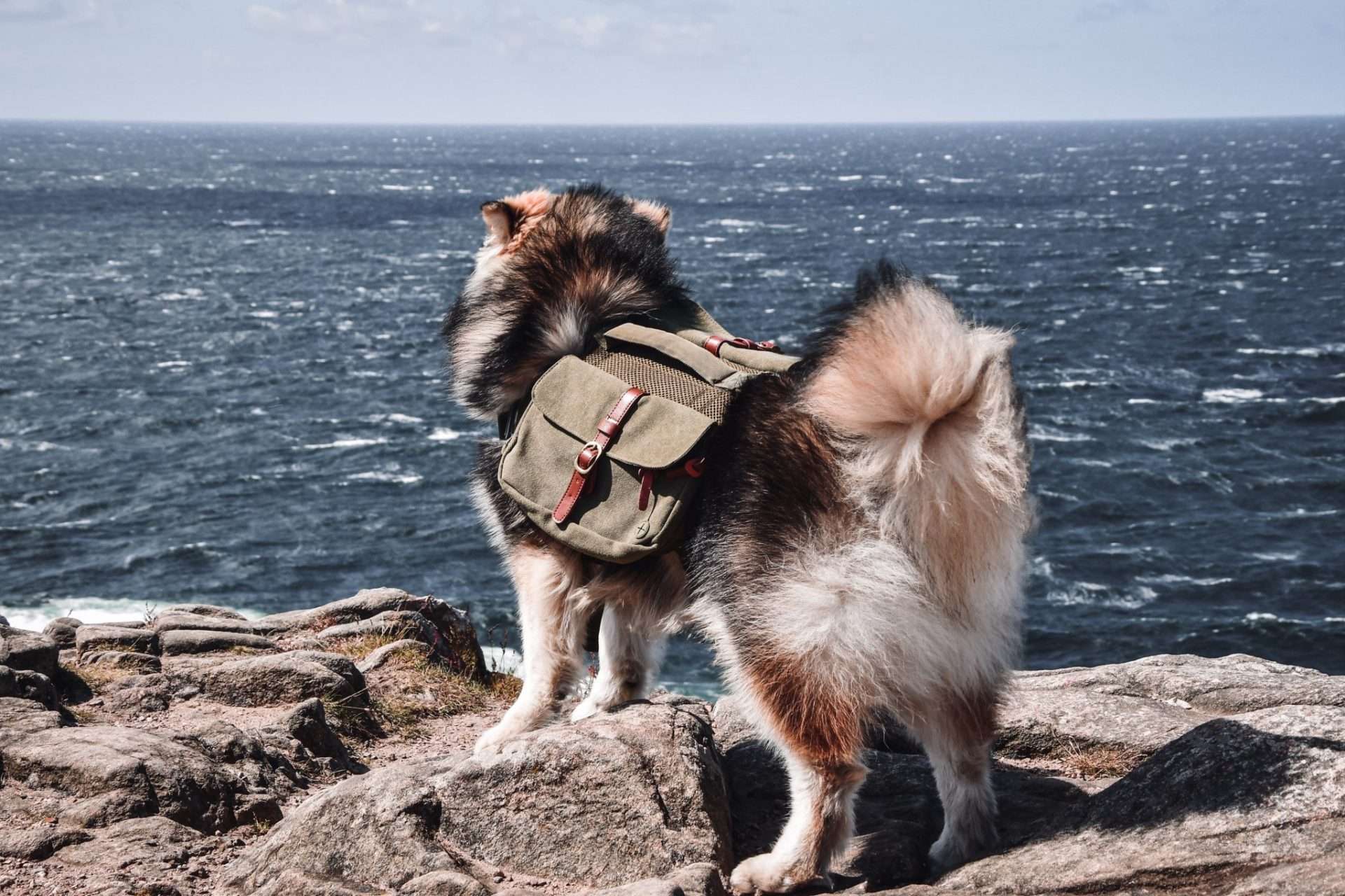 Dog with backpack on by ocean