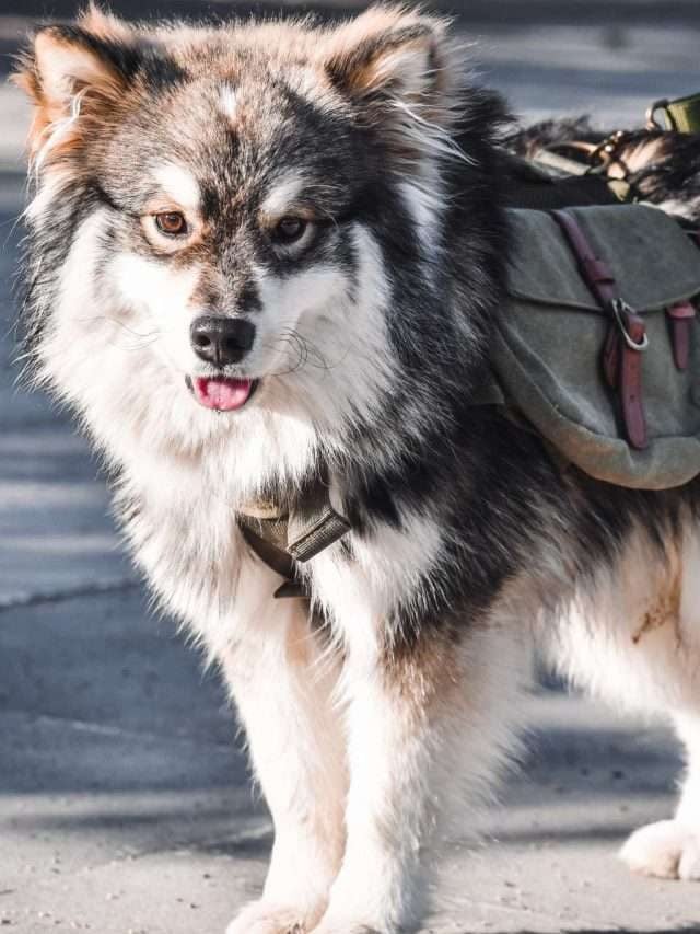 7 Best Dog Hiking Backpacks for Saddle Bag Packing Their Gear