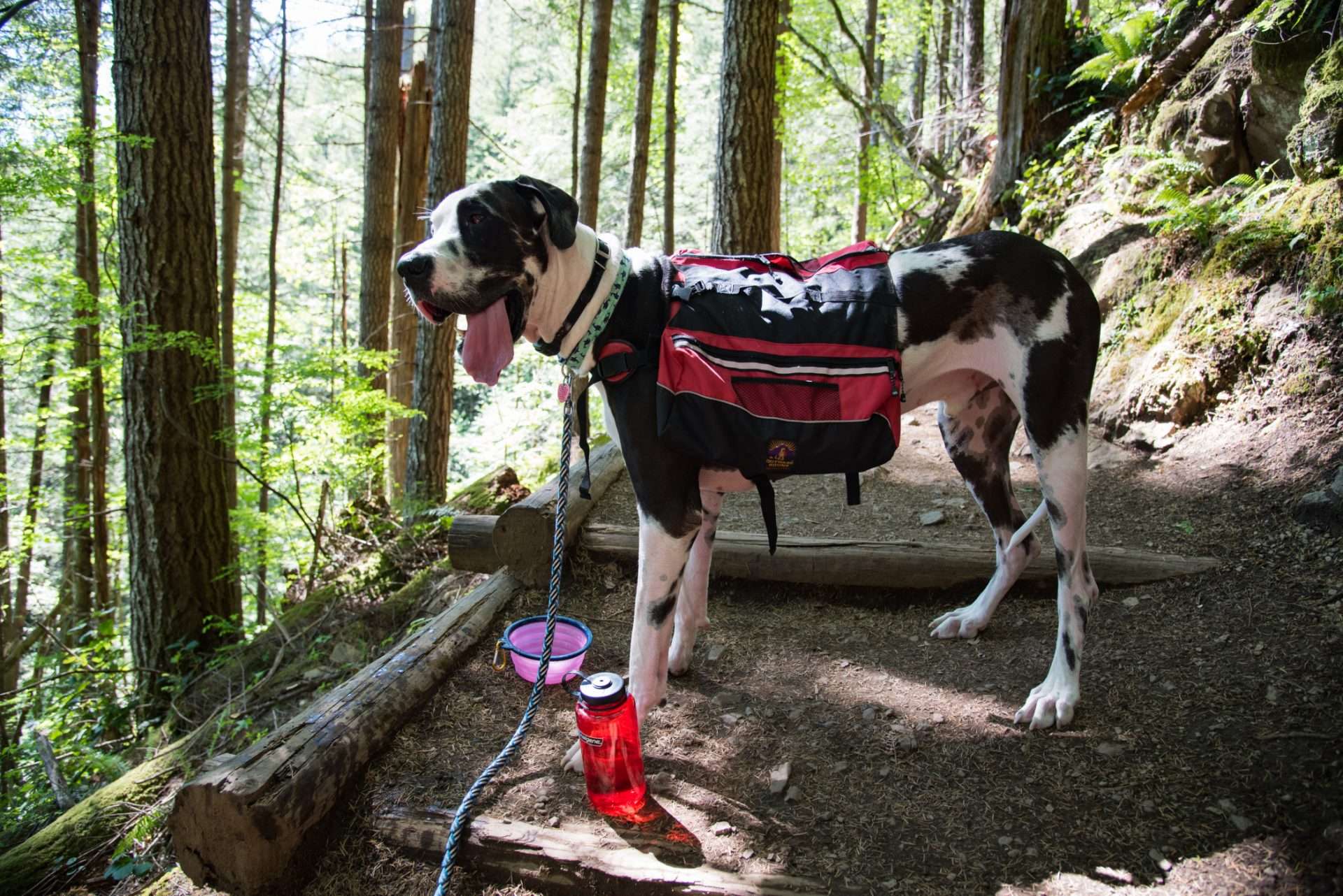 Dog hiking with saddle bag backpack on.